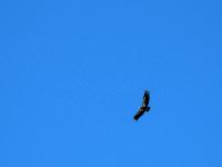 2008-09-22 Monterey à San Simeon